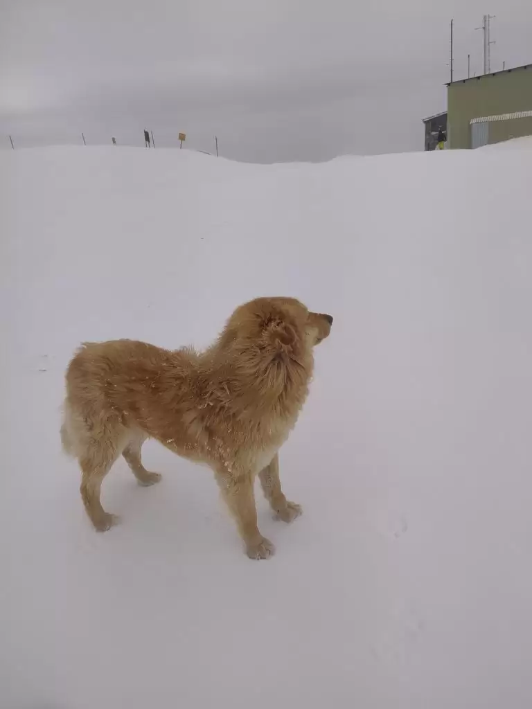 Dog in snow