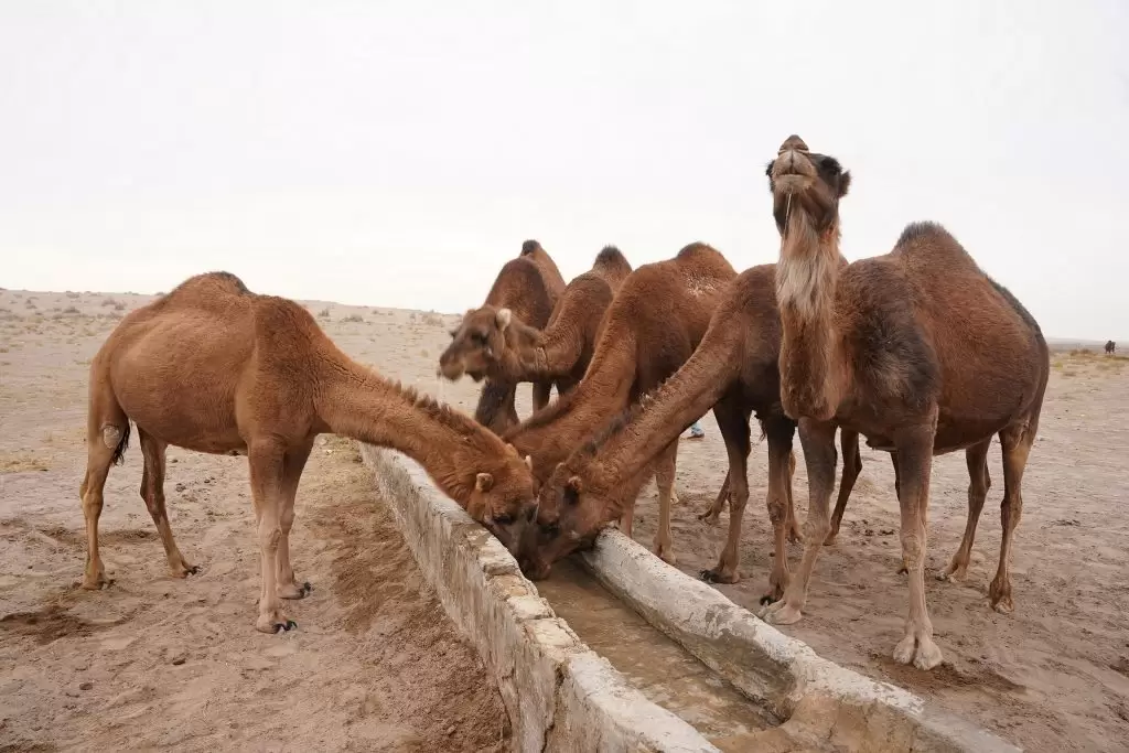 camel drinking water